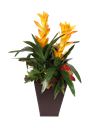 Pianta di guzmania