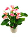 Pianta anthurium rosa