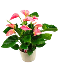 Pianta anthurium rosa